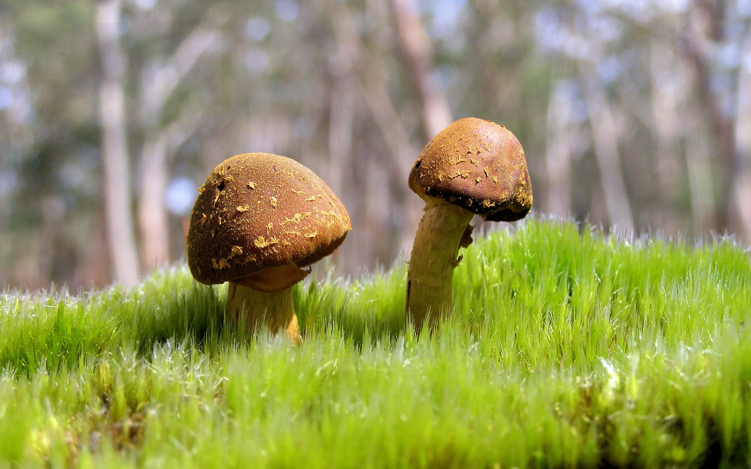 _巨星云集：全球最高水平的友谊赛_，世界明星友谊赛