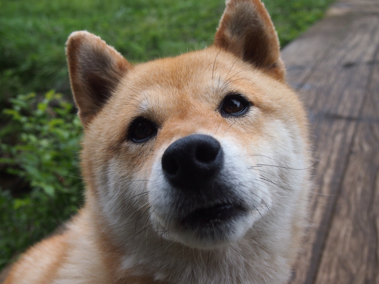 “德甲强大阵容炫技，比赛精彩纷呈”，德甲最强