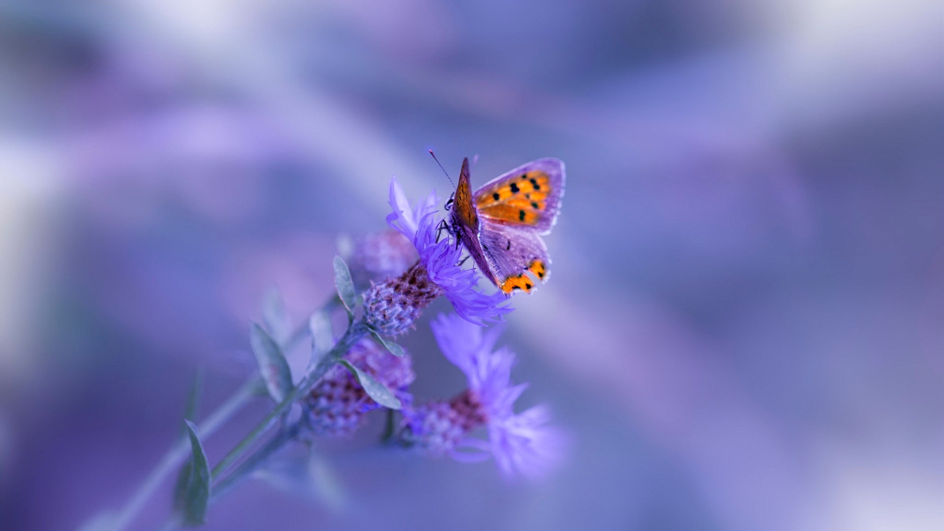 【影像分析助攻】如何让投手“秒投”战术更科学？，秒投教学