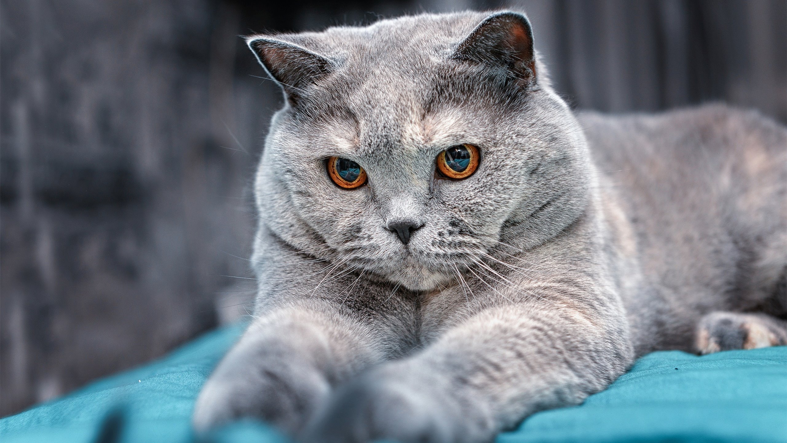 “一带一路”足球合作项目惠及多国，推动中国足球走向国际，助力国足