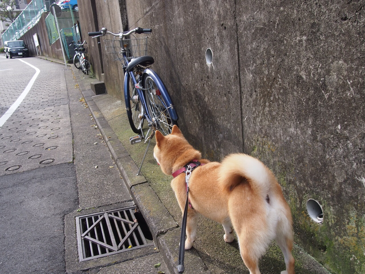 各级足球联赛裁判员职业化道路清晰,行业标准逐步建立,足球裁判员分级